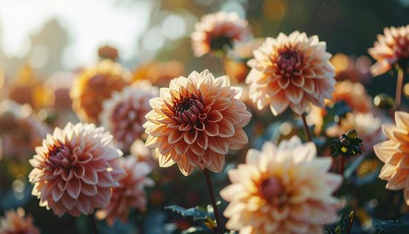 秋の花　ダリアの写真