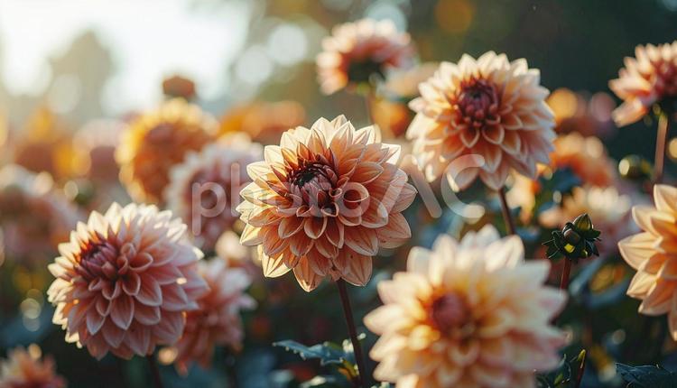 秋の花　ダリア ダリア,秋,花の写真素材