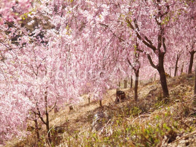 斜面に咲く満開の桜2 桜,満開,旅行の写真素材