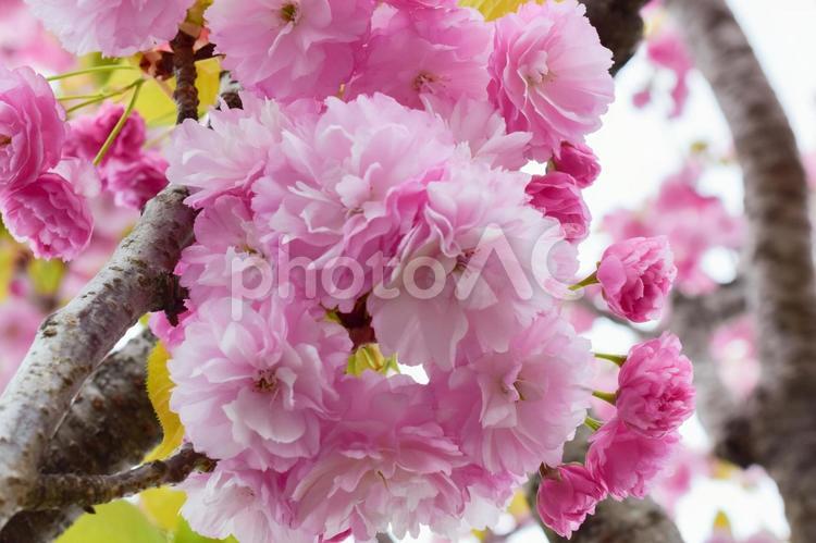 満開に咲く桜の集合近影写真 桜,近影,花の写真素材