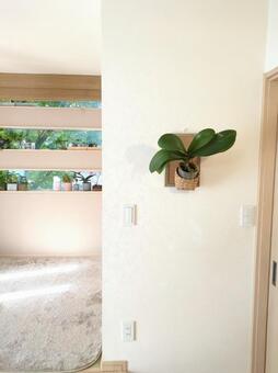 観葉植物　胡蝶蘭　咲き終わり　壁掛け 観葉植物,胡蝶蘭,インテリアグリーンの写真素材