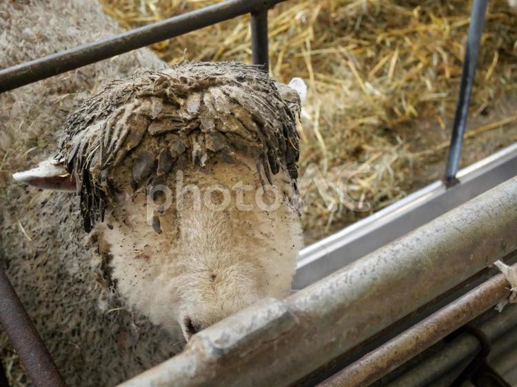 頭の毛が長い羊（士別サフォークランド） 羊,士別サフォークランド,北海道の写真素材