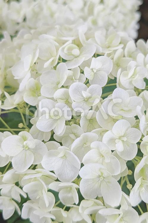 白色のアジサイの花の縦の背景 アナベル あじさい,花,紫陽花の写真素材