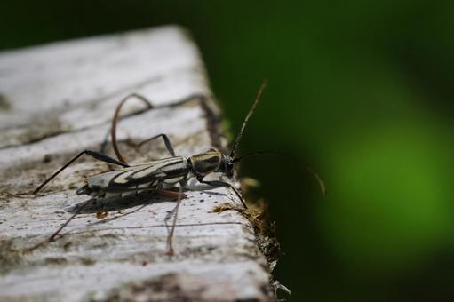Photo, kanbo tiger beetle, torakamikiri, longhorn beetle, 