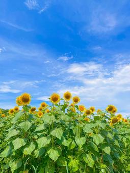 Sunflower, JPG Sunflower, JPG