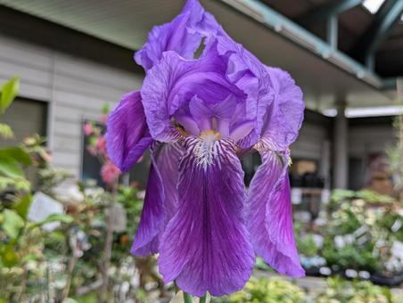 Photo, german iris, flower, flour, 