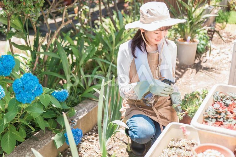 家の庭でガーデニングする女性（霧吹き） ガーデニング,園芸,家庭菜園の写真素材
