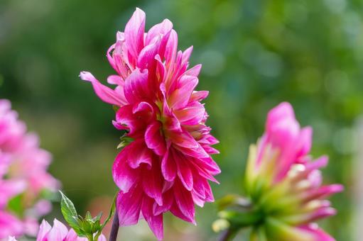 鮮やかに咲くピンクのダリア ダリア,花,ピンクの写真素材