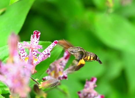 蜜を吸うホシホウジャク ホシホウジャク,蛾,昆虫の写真素材
