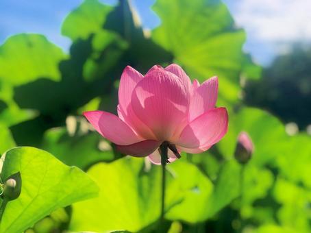 ハスの花 ハスの花の写真