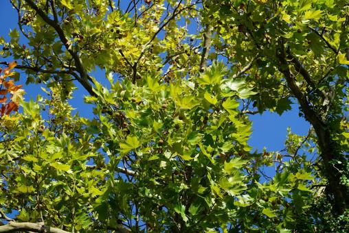 植物の葉 葉,植物,木の写真素材