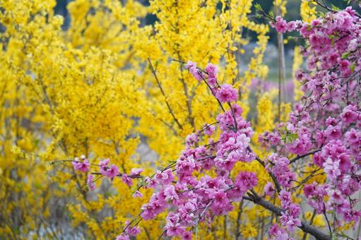 花桃 花桃の写真