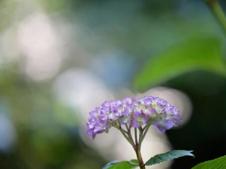 Photo, hydrangea, kembang, plant, 