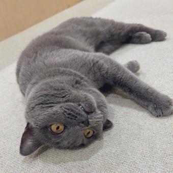 くつろぐ くつろぐの写真
