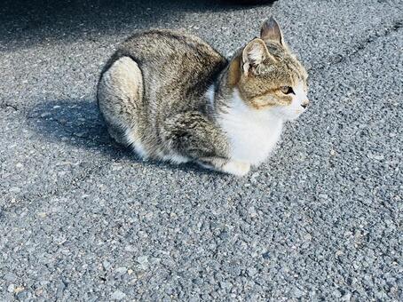 堤防にいた猫ちゃん ネコ,ねこ,にゃんこの写真素材
