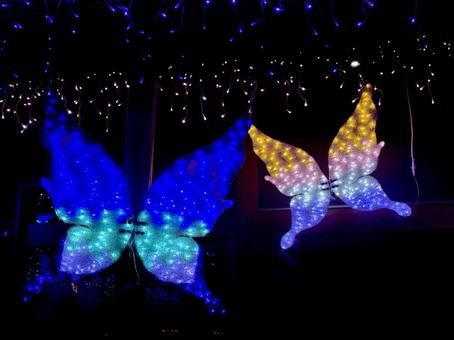 モルフォチョウのイルミネーション イルミネーション,ライトアップ,キラキラの写真素材