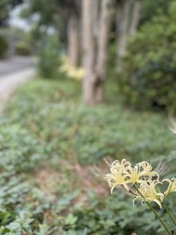 公園の脇に生える黄色い彼岸花 公園の脇に生える黄色い彼岸花の写真