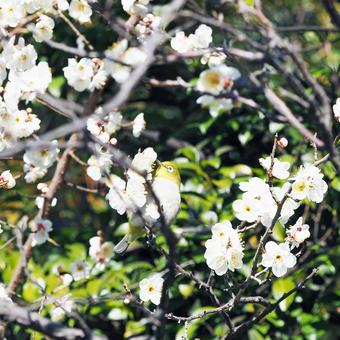 メジロと梅の花 メジロと梅の花の写真