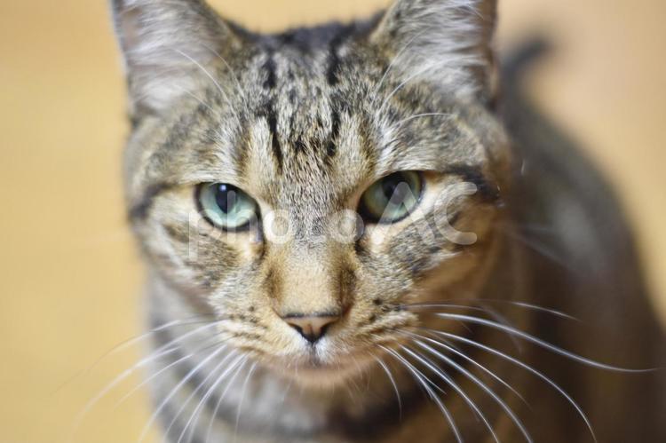 猫の顔のアップ 猫,顔,正面の写真素材
