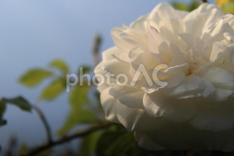 恋人たちの薔薇園にて 白い薔薇,アイスバーグ,白の写真素材