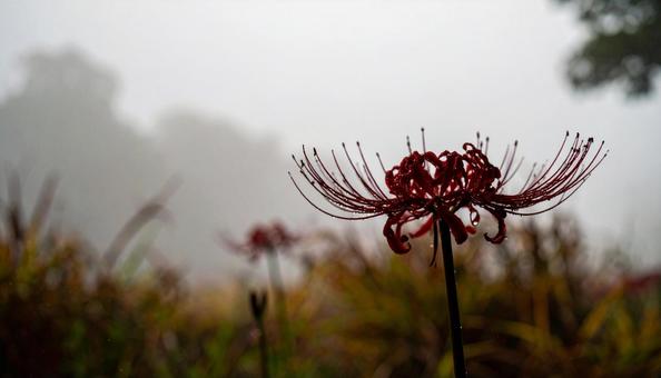 彼岸花 彼岸花の写真