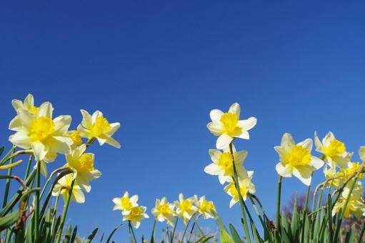 スイセンと青空 スイセン,青空,花の写真素材