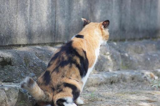 ねこ にゃんこ,可愛い,野良猫の写真素材