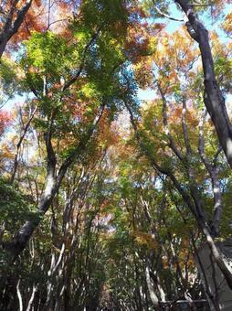 Various autumn leaves, gỗ, lá, gỗ, JPG