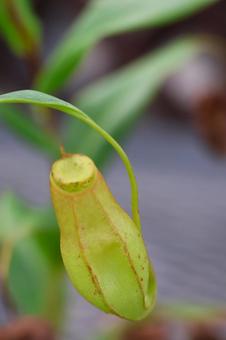 温室のウツボカズラ 温室のウツボカズラ ウツボカズラ,食虫植物,植物の写真素材