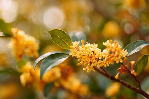 秋の香りを運ぶ金木犀の花2 秋の香りを運ぶ金木犀の花2の写真