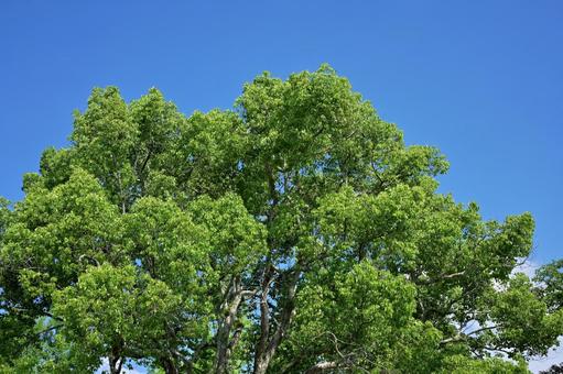真夏の青空に新緑の緑が映える空と木々 真夏,青空,新緑の写真素材