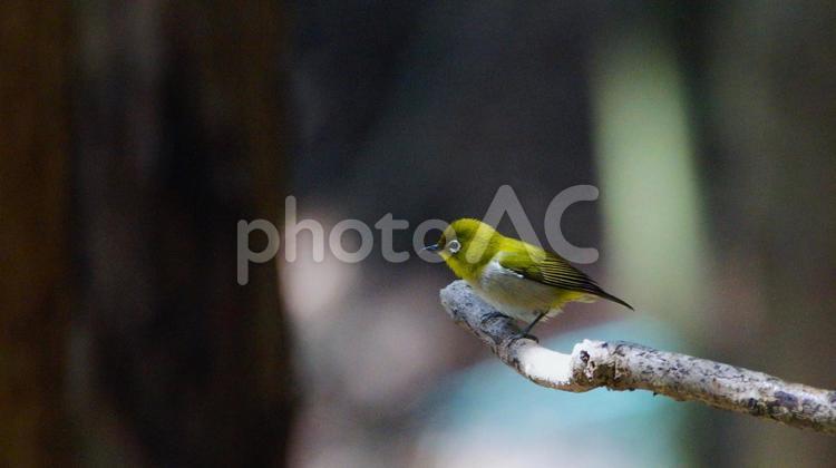 小枝にとまるメジロ 野鳥,小鳥,メジロの写真素材