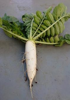 妻の足 妻の足 大根,根菜,野菜の写真素材