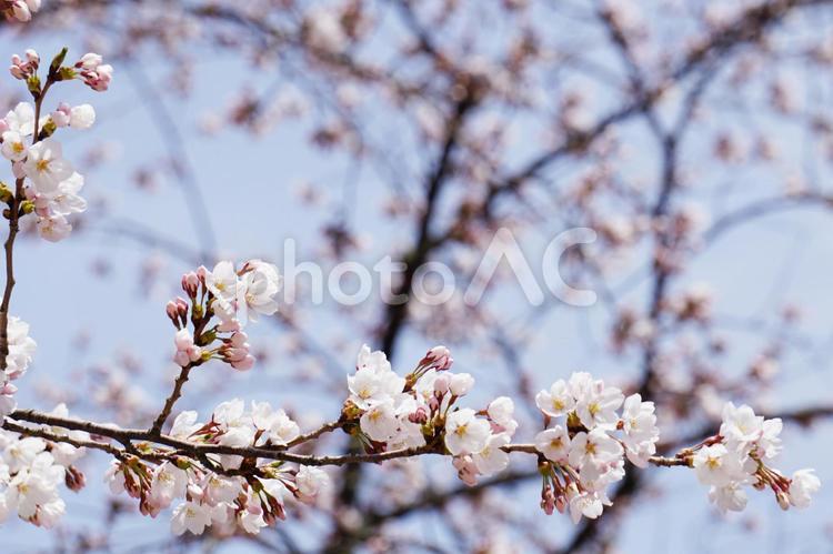 咲き始めた桜 さくら,桜,桜の花の写真素材