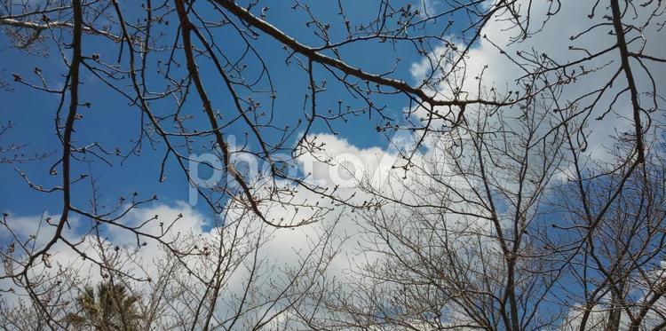 樹木   樹木,枝,自然の写真素材
