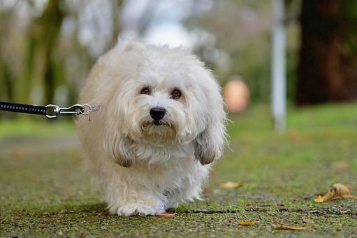 ハバニーズのポートレート 犬,ハバニーズ,純血種の写真素材