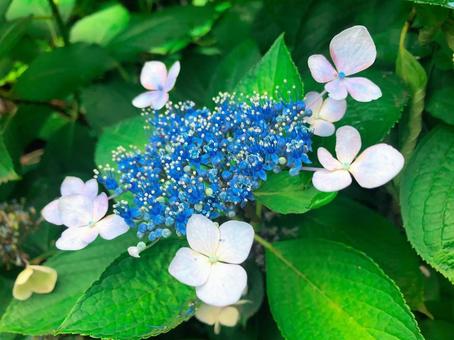 紫陽花 紫陽花の写真