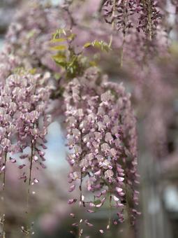 Wisteria flower, JPG Wisteria flower, JPG