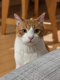 見てくる猫(茶白ハチワレ) 見てくる猫(茶白ハチワレ)の写真