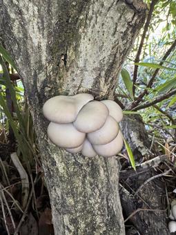 平茸（栽培） 平茸,ヒラタケ,きのこの写真素材