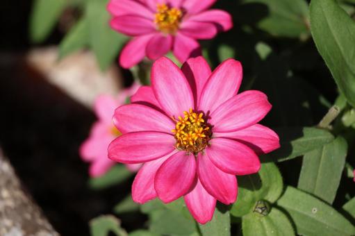 ピンク色の花びらの百日草の花のアップ ピンク色,花びら,百日草の写真素材