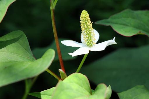 ドクダミ ドクダミの写真