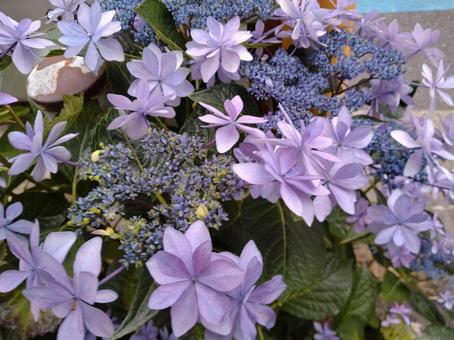 Hydrangea 340, JPG