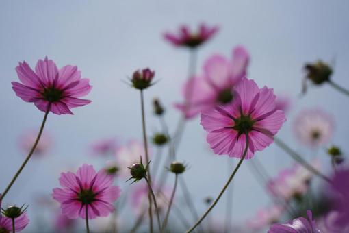 可憐なコスモスの写真