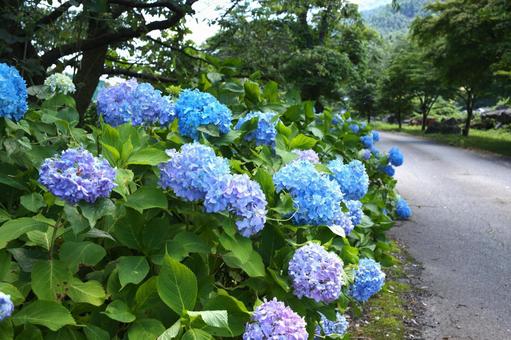 Hydrangea of Inoshino, JPG Hydrangea of Inoshino, JPG