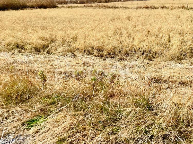 枯れ草の大地 大地,土地,荒地の写真素材
