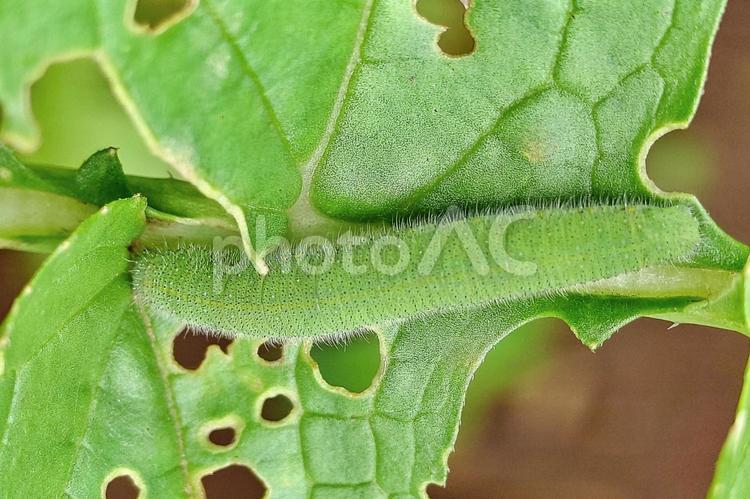 ダイコンの葉っぱを食べるアオムシ アオムシ,幼虫,昆虫の写真素材