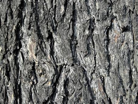 カラマツの木の樹皮 カラマツの木の樹皮 樹皮,唐松,木の写真素材