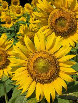真夏のヒマワリの花 真夏のヒマワリの花 向日葵,花,ひまわり畑の写真素材