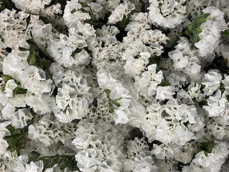 花(スターチス シニュアータ) 花(スターチス シニュアータ) 花,アップ,植物の写真素材